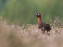 Red Grouse